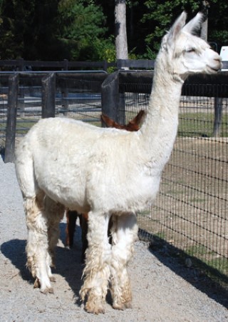 Alpaca For Sale - ATC Torbio's Sweetheart = SOLD at East Fork Alpaca Farm LLC